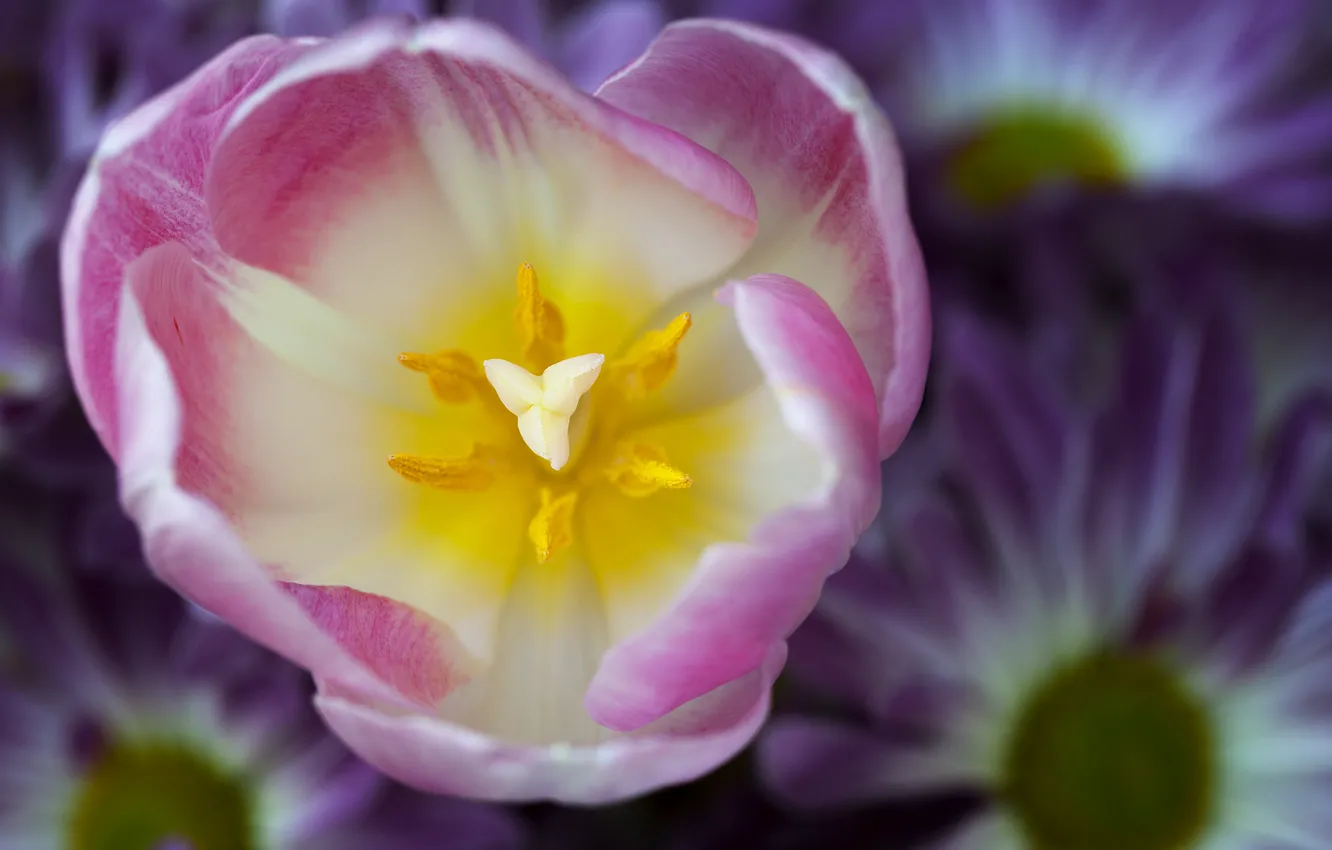 Фото обои цветок, макро, фокус, лепестки, Тюльпан, розовые, белые