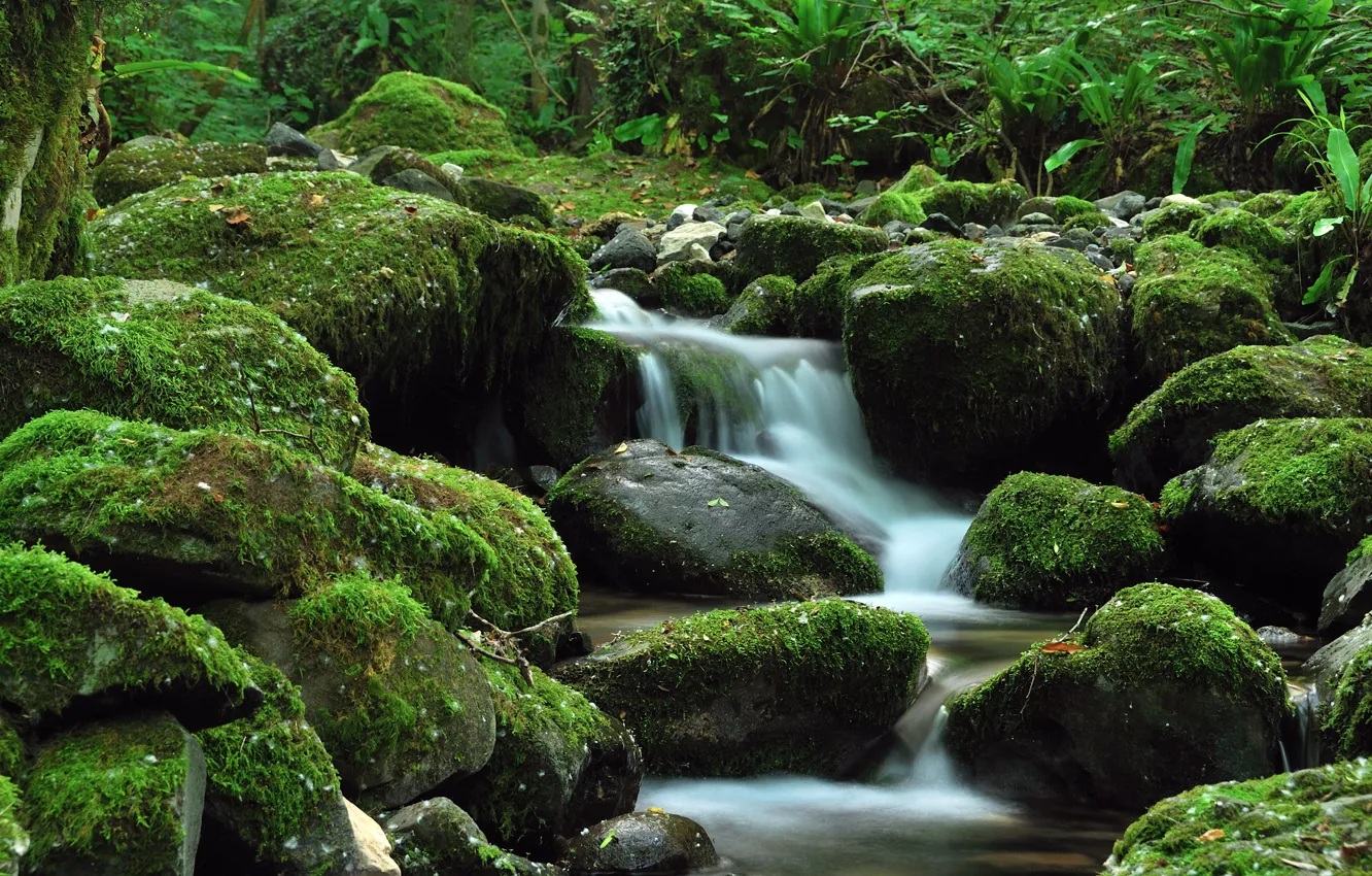 Фото обои зелень, ручей, камни, водопад