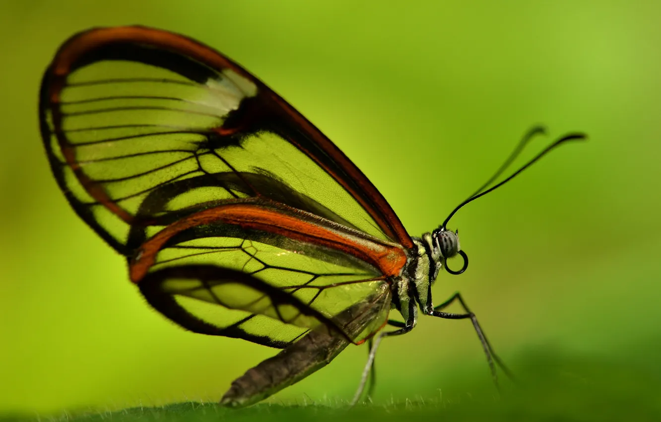 Фото обои бабочка, крылья, насекомое, мотылек