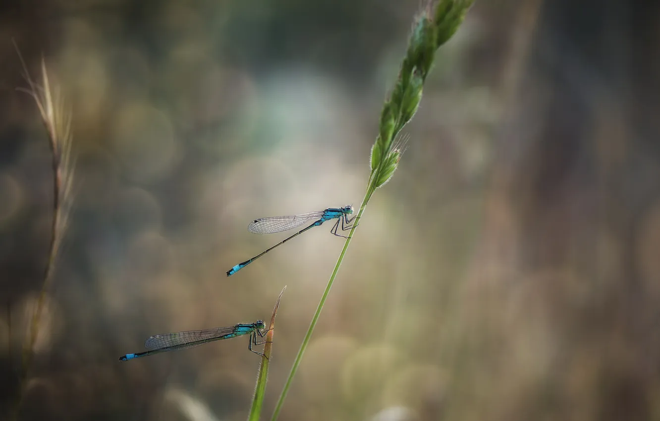 Фото обои eyes, wings, bokeh, leaf, paws, stalk, dragonflies