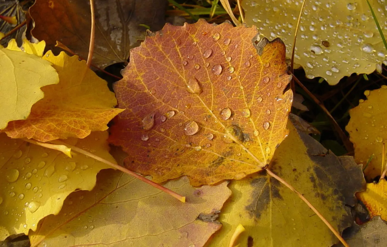 Фото обои листья, оранжевый, желтый, капельки, Осень