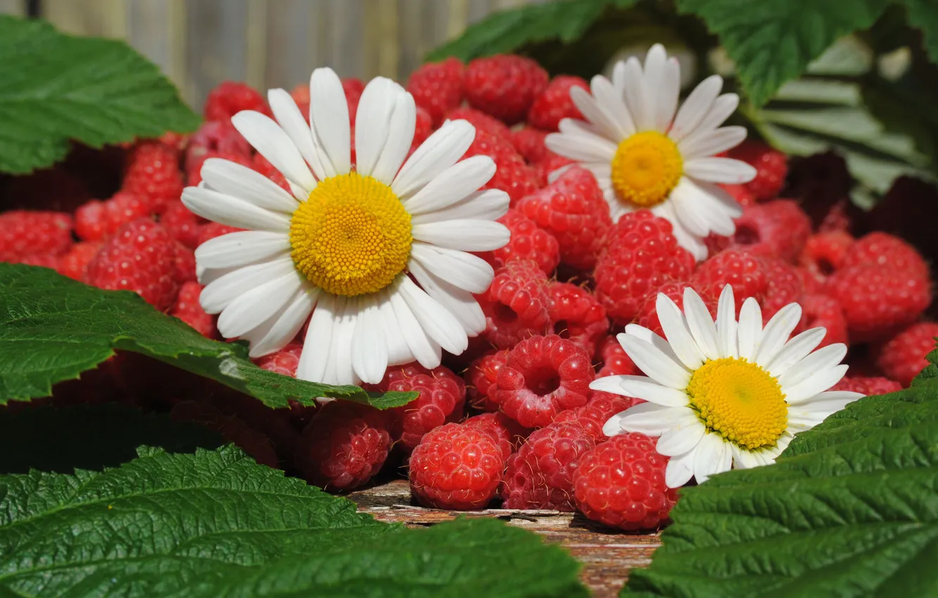 Фото обои ягоды, малина, ромашки, листочки