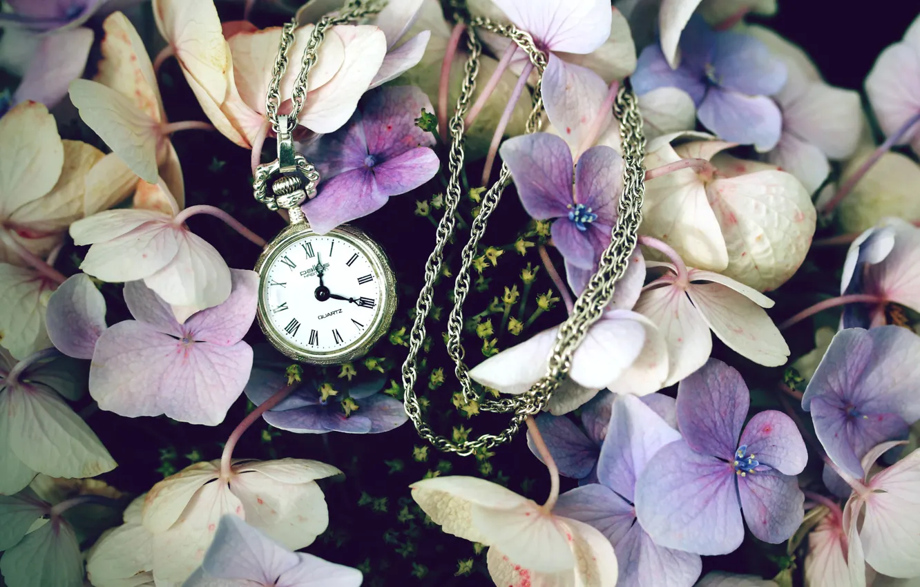 Фото обои цветы, часы, полевые, сиреневые, карманные