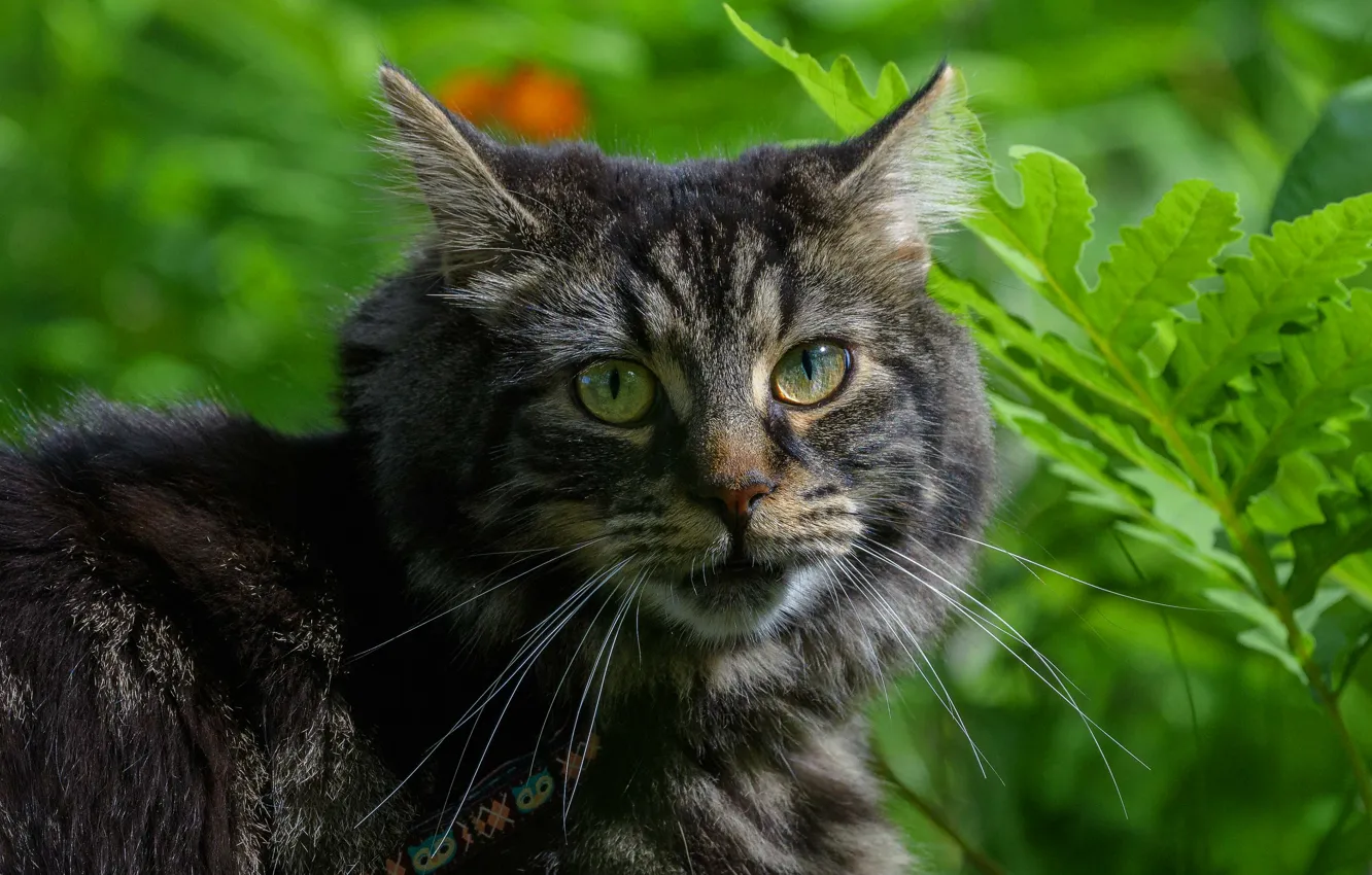 Фото обои зелень, кошка, кот, взгляд, морда, листья, свет, серый
