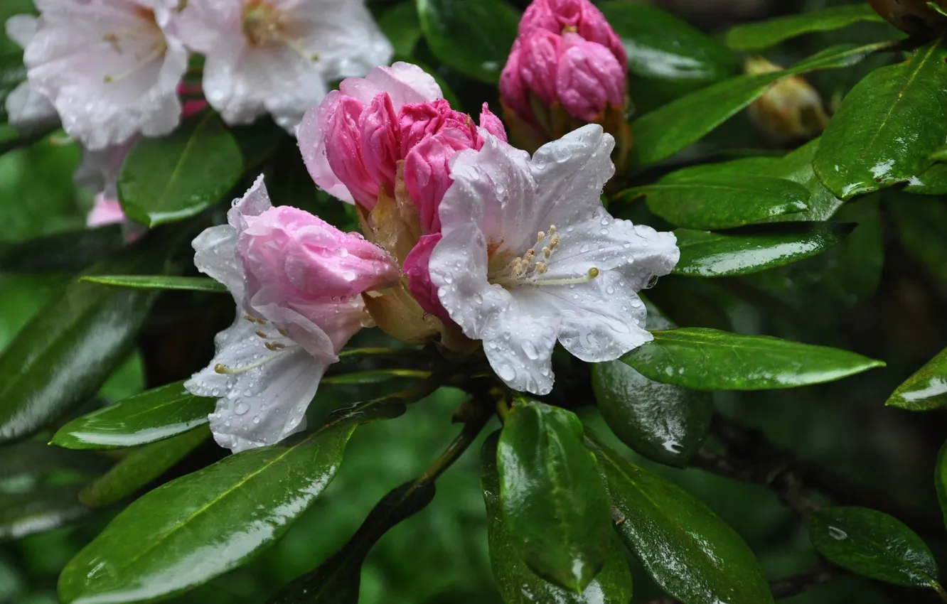 Фото обои капельки, dew, росинки, droplets, бело-розовые цветы, flowering shrub, цветущий кустарник, white and pink flowers