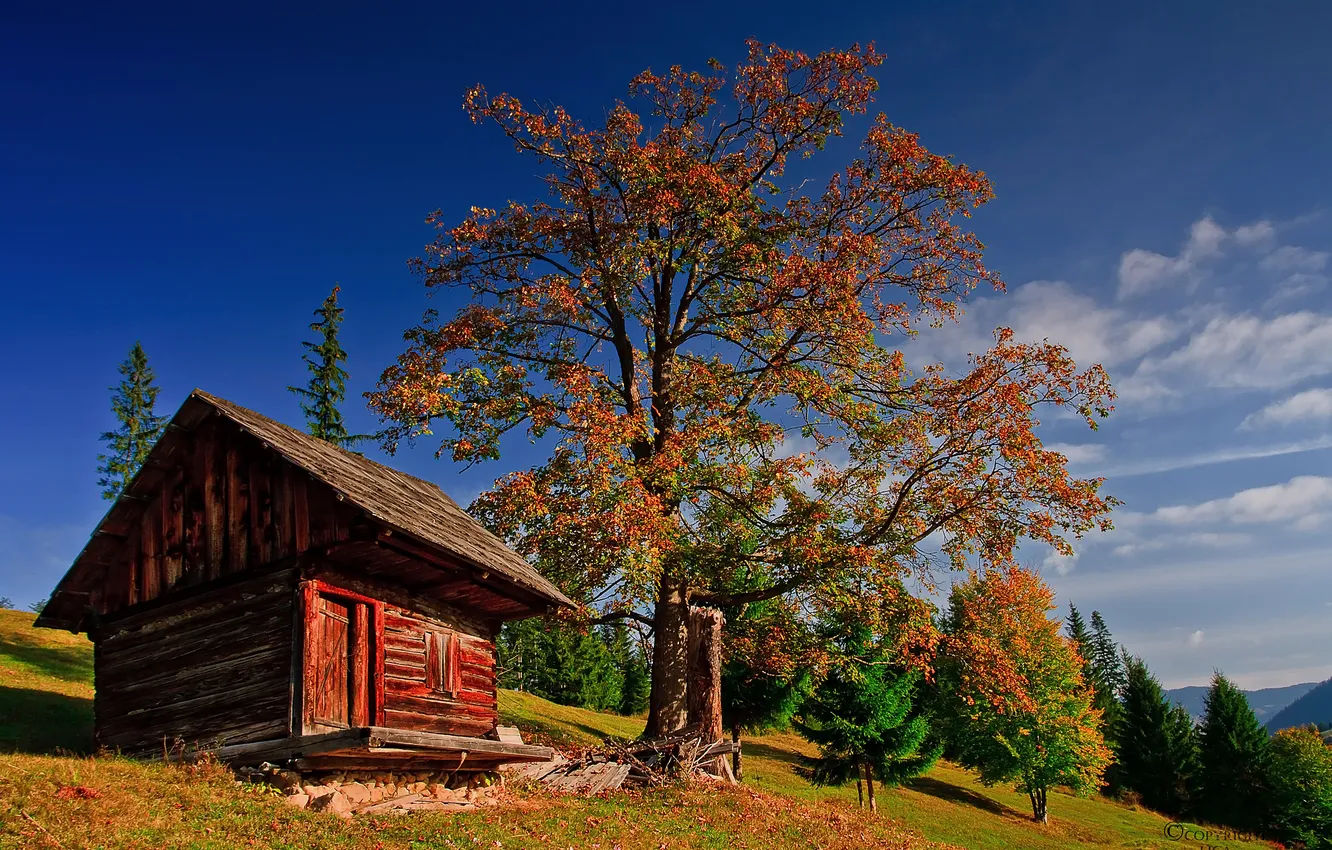 Фото обои осень, лес, небо, трава, облака, дерево, избушка, гора