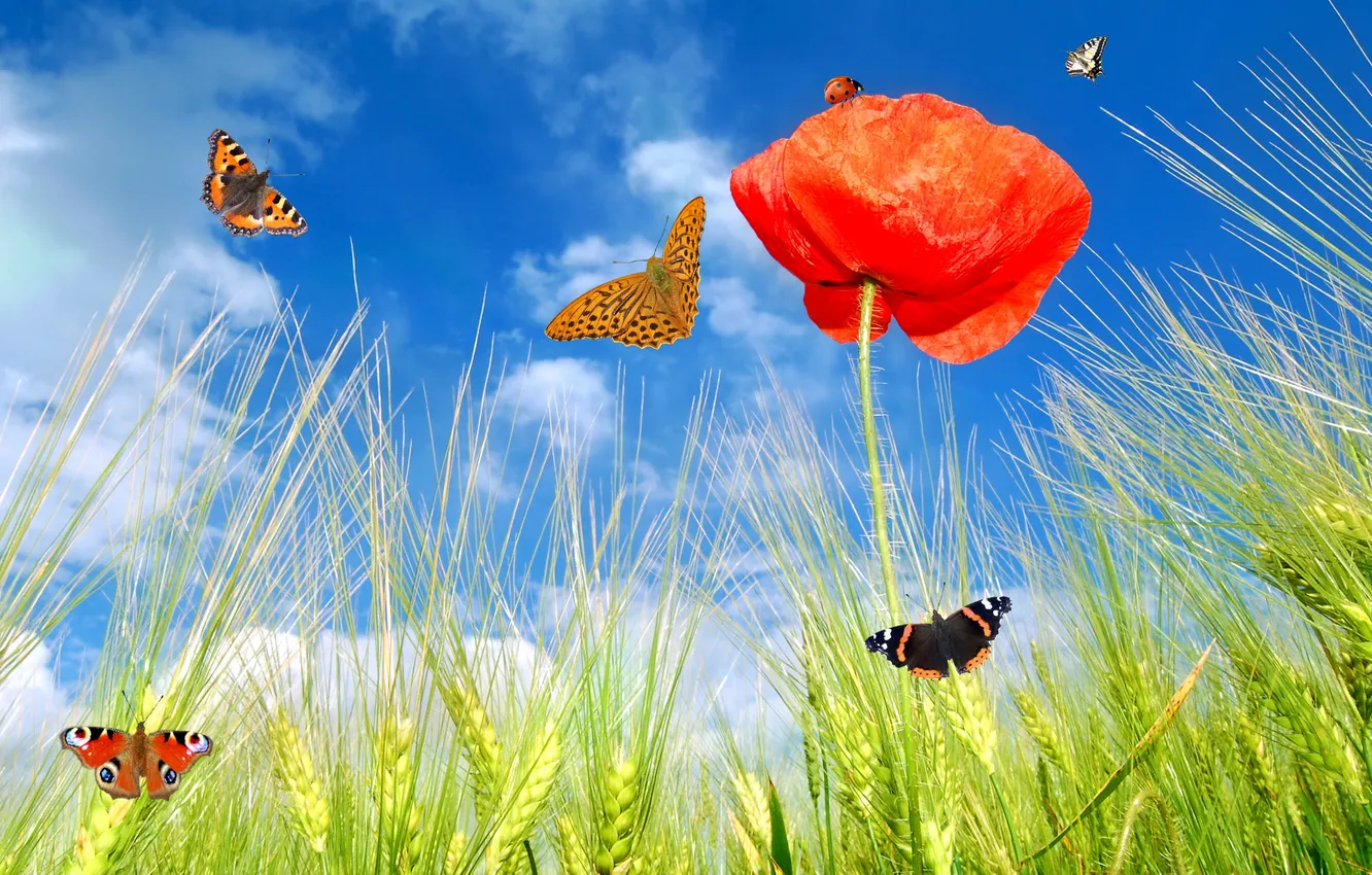 Фото обои цветок, лето, небо, трава, облака, бабочки, природа