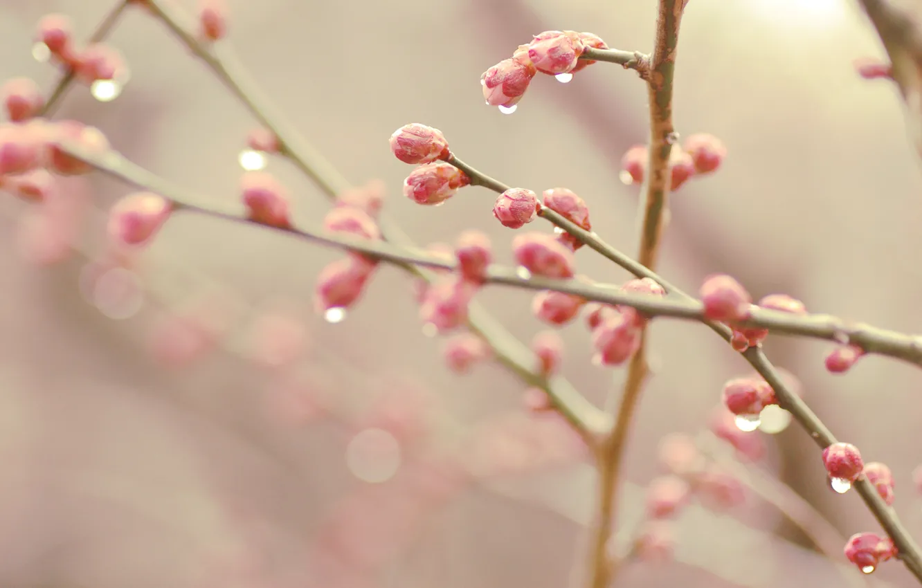 Фото обои весна, почки, bokeh