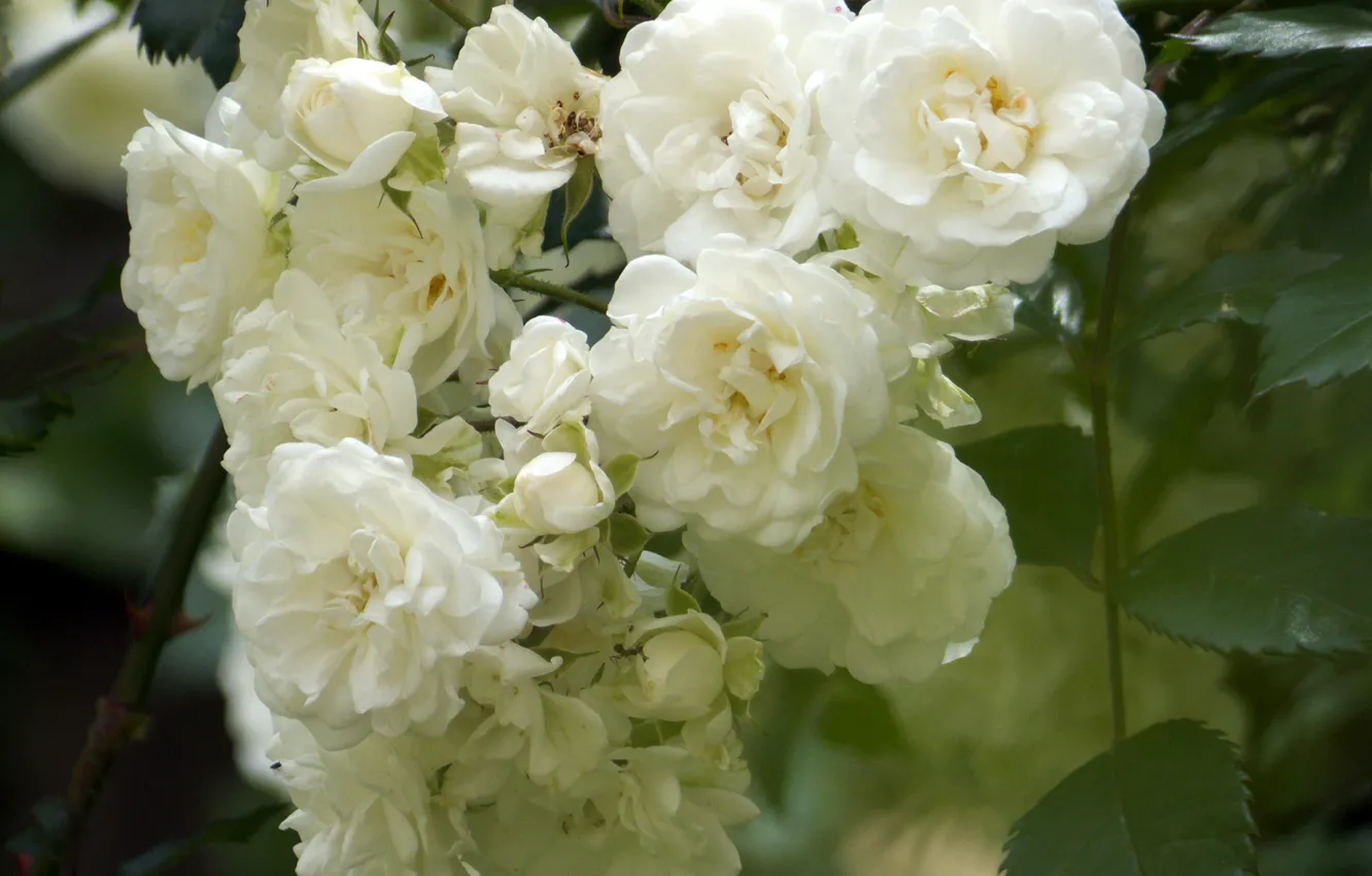 Фото обои белый, цветы, куст, розы