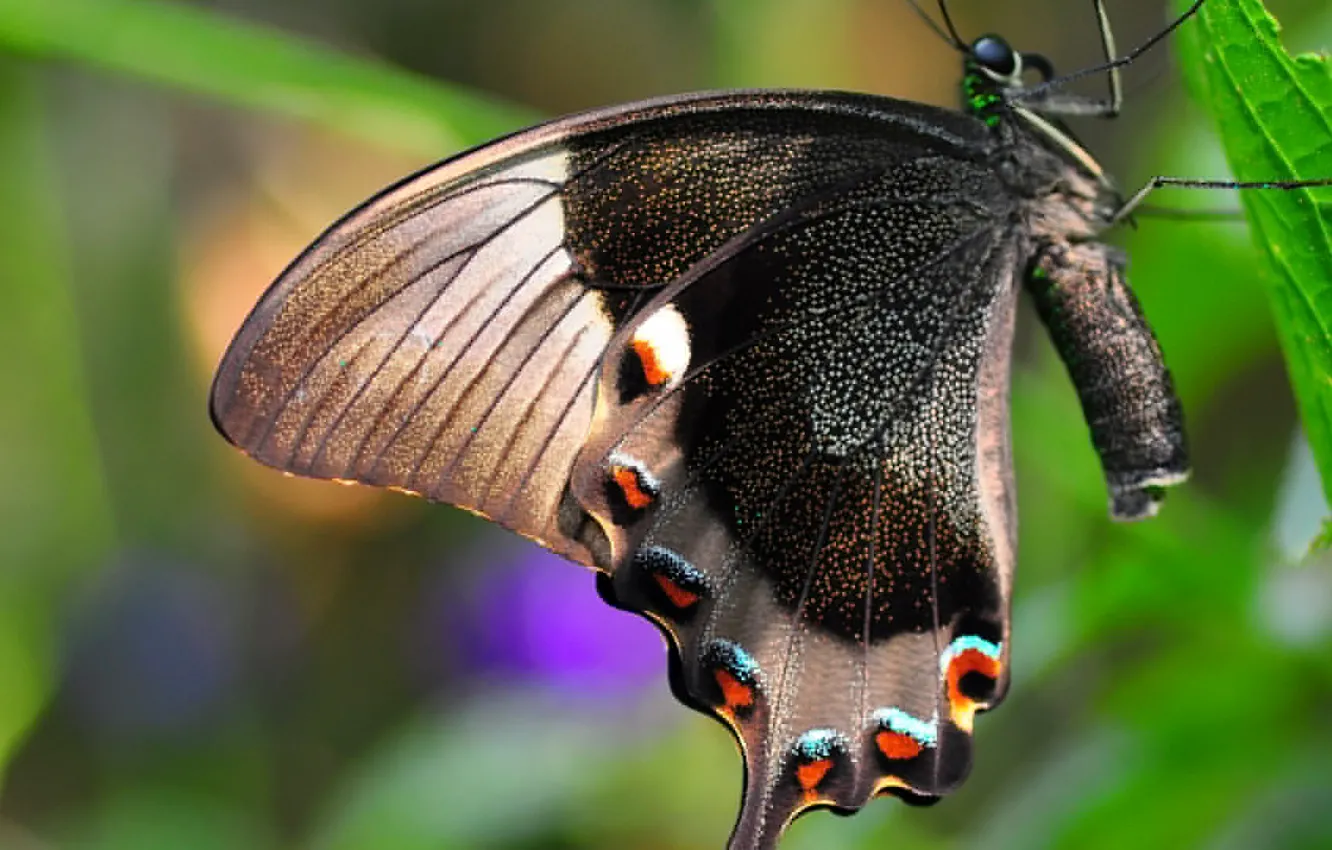 Фото обои природа, лист, бабочка, крылья, насекомое, мотылек