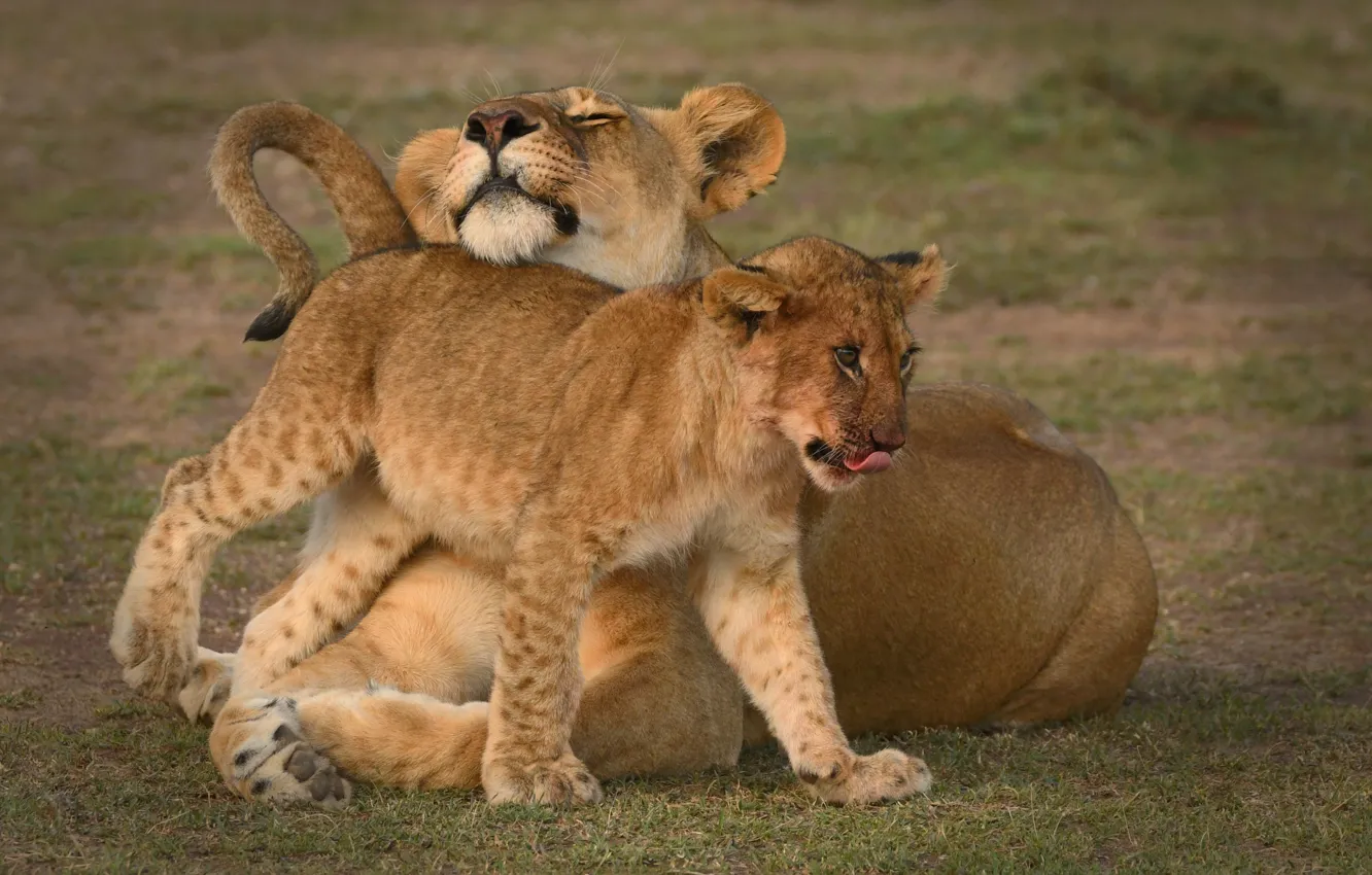 Фото обои львы, львица, львёнок