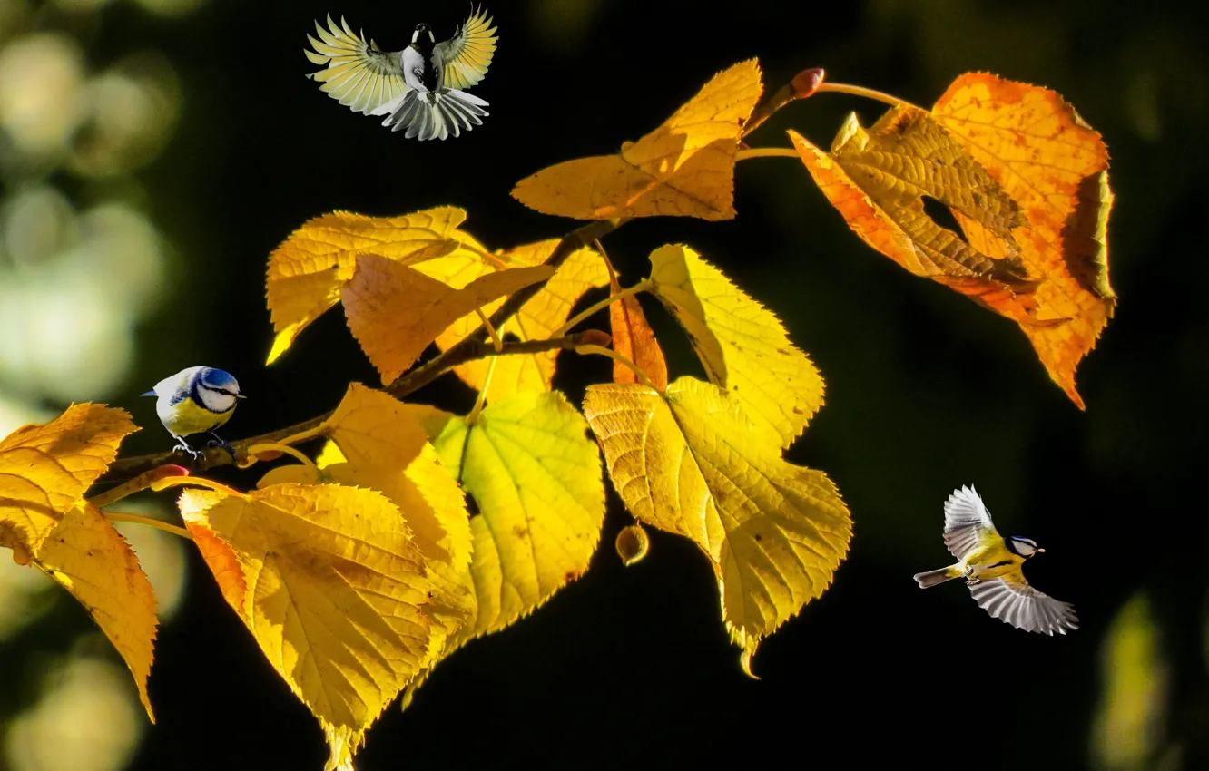 Фото обои осень, листья, птицы, природа, ветка, боке, липа, синицы