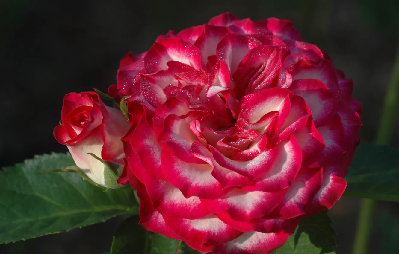Фото обои макро, роза, розы, лепестки, бутон