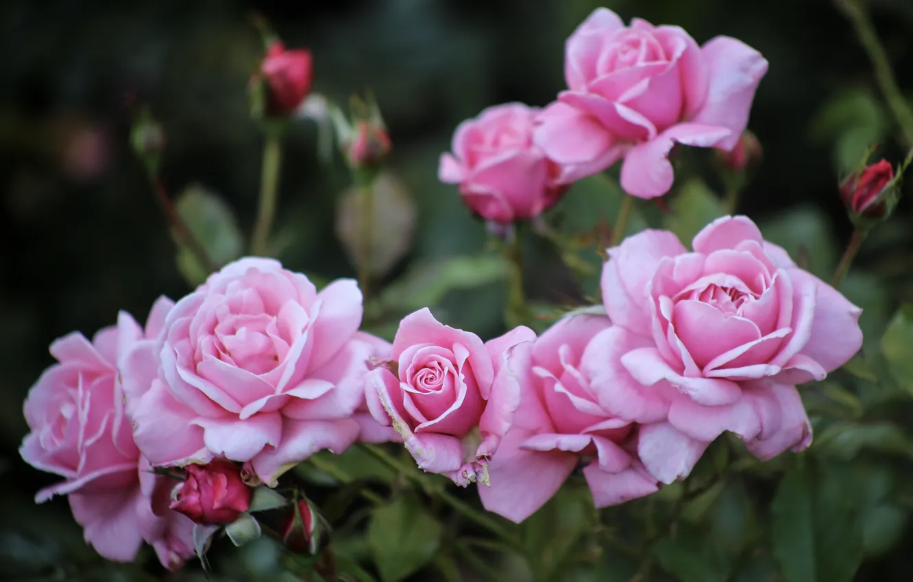 Фото обои макро, цветы, куст, розы, сад, розовые, бутоны