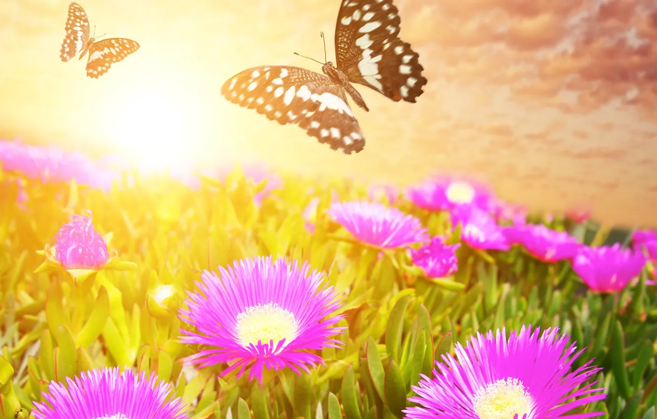 Фото обои бабочки, цветы, луг