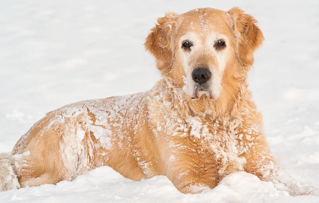 Фото обои зима, взгляд, снег, собака, пес