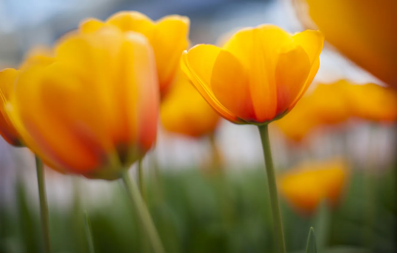 Фото обои природа, весна, желтые, тюльпаны, много
