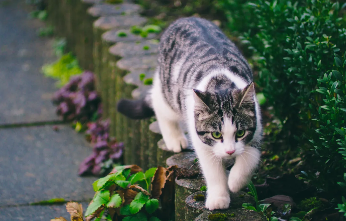 Фото обои зелень, кошка, улица, полосатая, гуляет