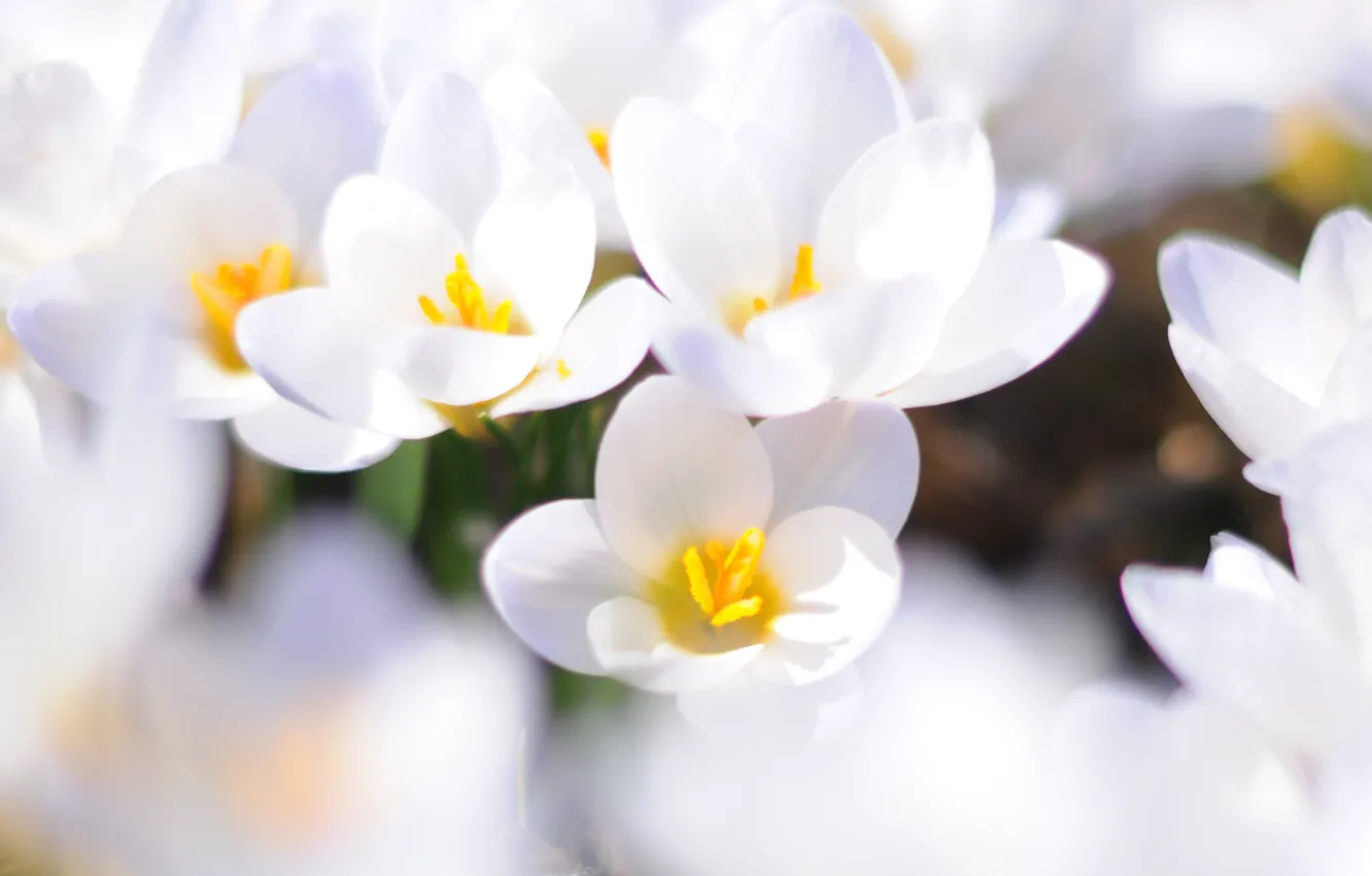 Фото обои белый, макро, цветы, весна, первоцвет, Крокусы