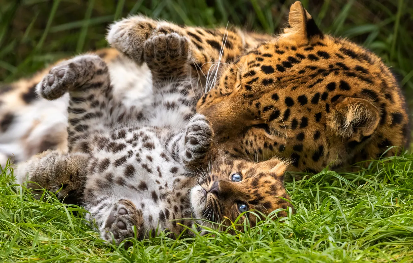 Фото обои котенок, леопард, детеныш, мама, леопарды, лежат