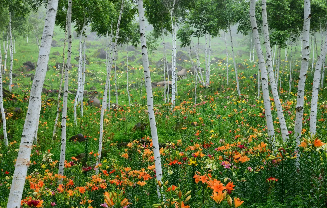 Фото обои деревья, природа, фото, лилии, березы