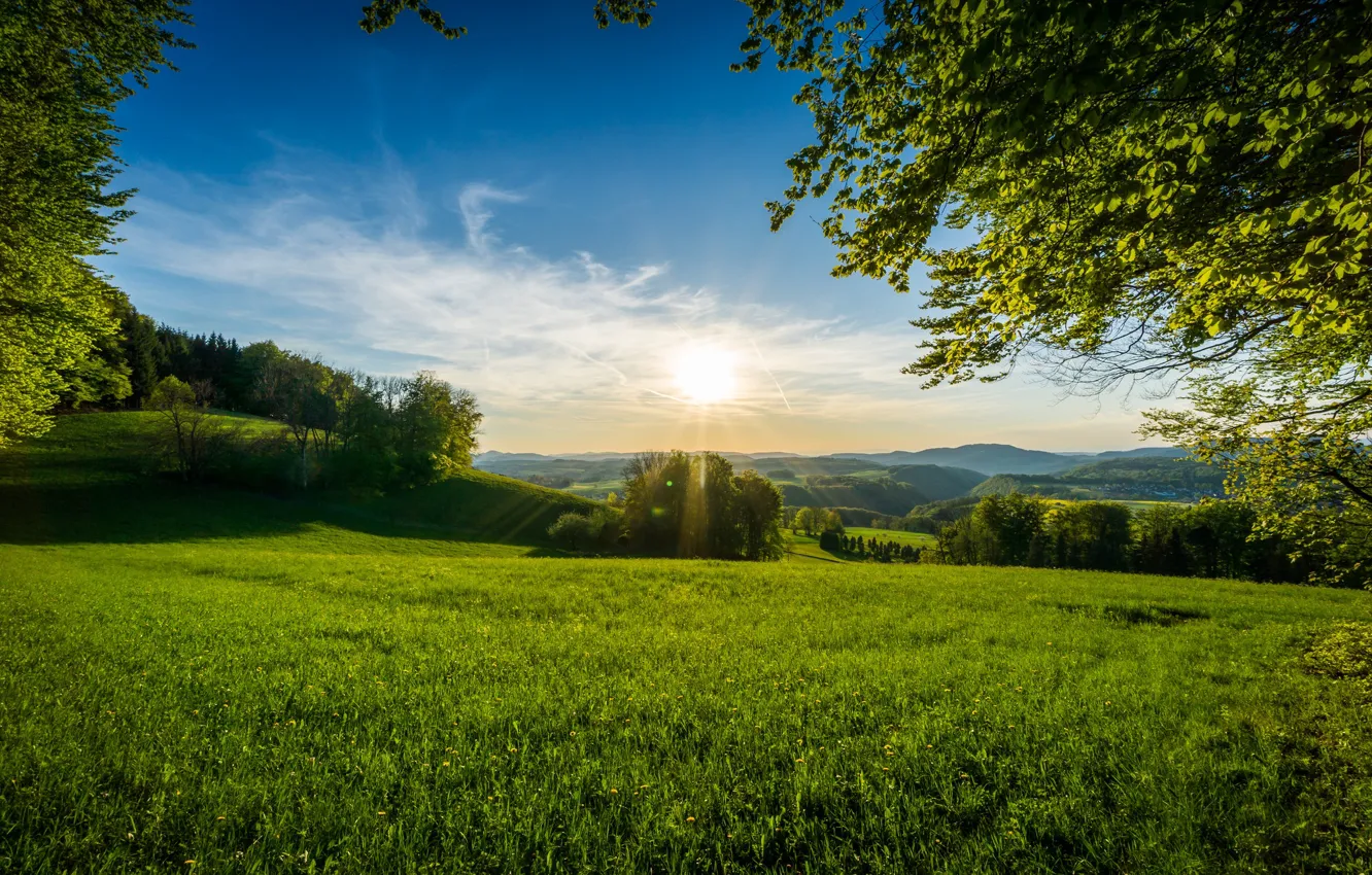 Фото обои небо, трава, солнце, деревья, утро