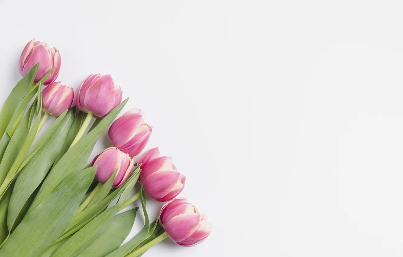 Фото обои цветы, букет, тюльпаны