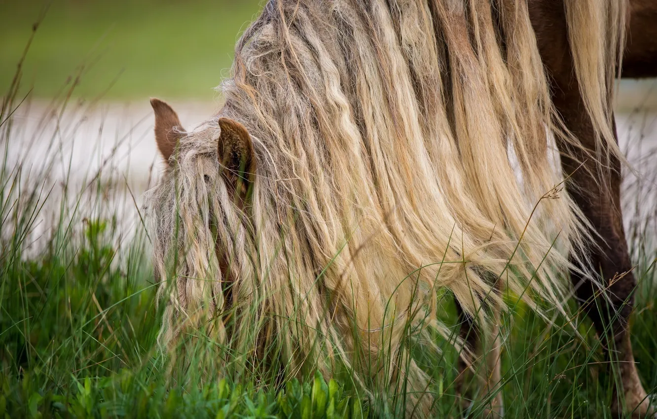 Фото обои трава, конь, лошадь, пастбище, грива