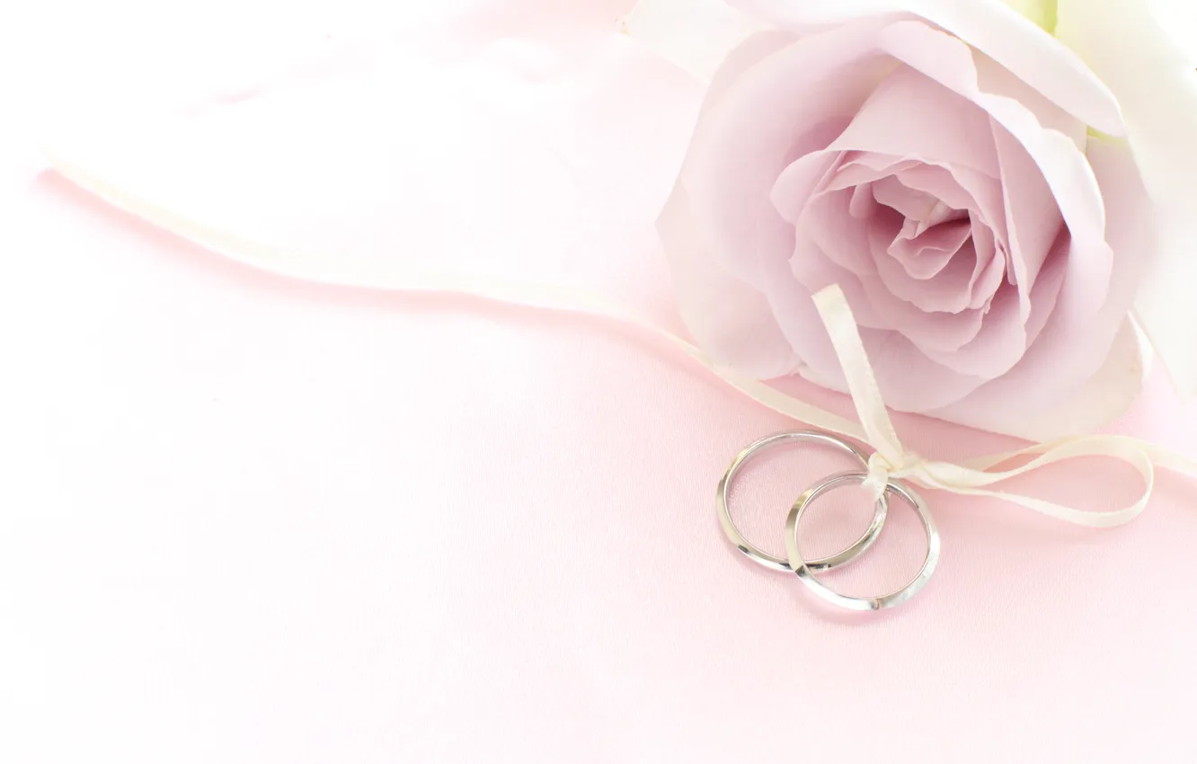 Фото обои цветок, роза, кольца, лента