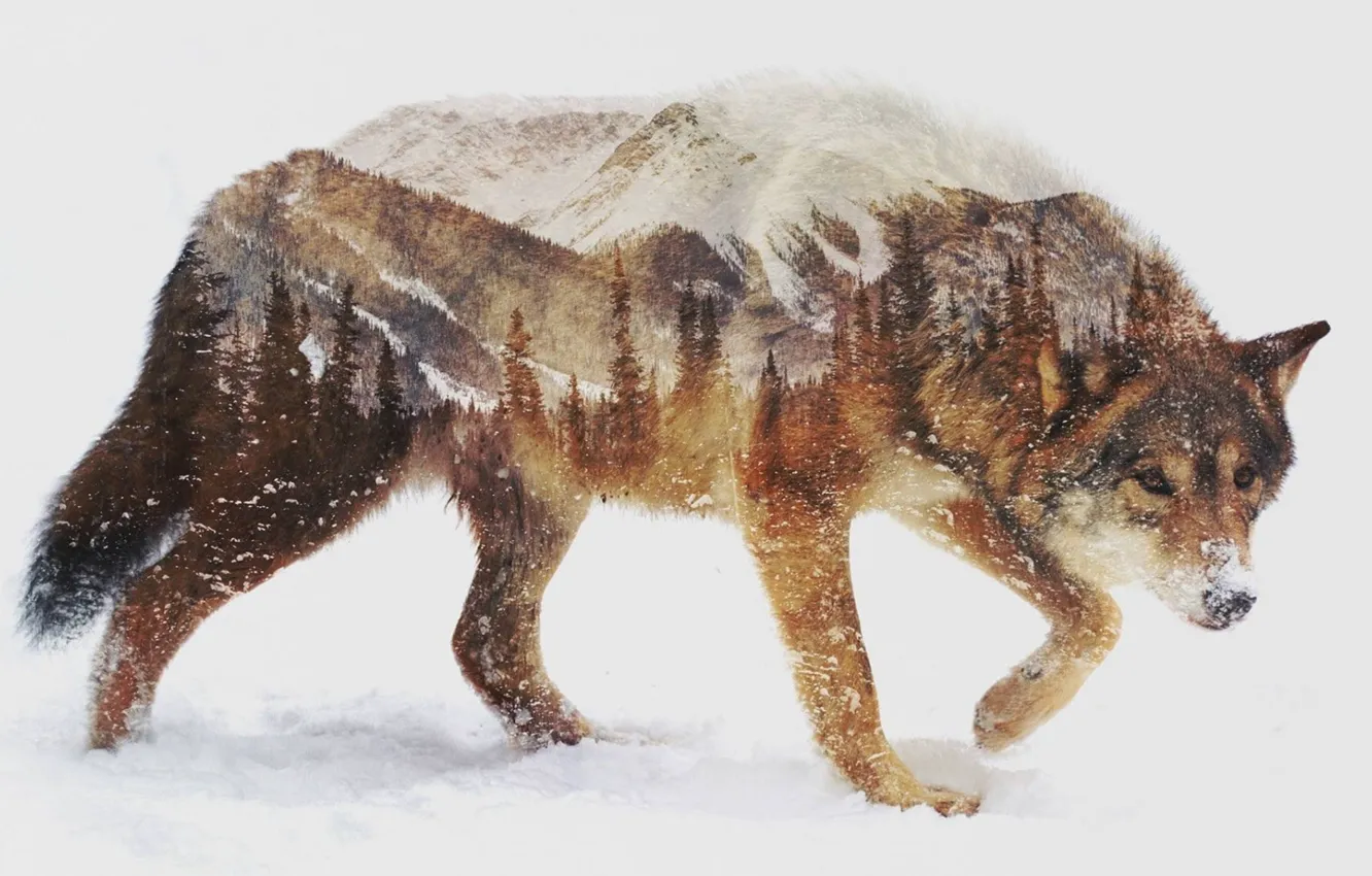 Фото обои animals, landscape, nature, photo manipulation, double exposure, ..brown wolf