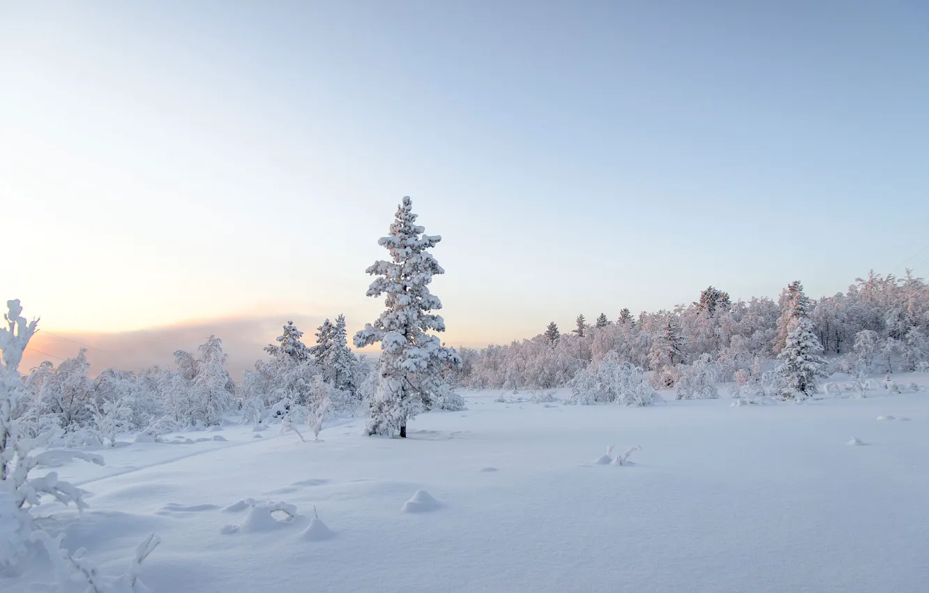 Фото обои зима, небо, снег, деревья, природа