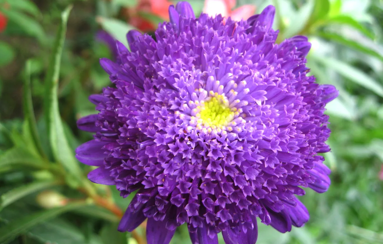 Фото обои green, nature, blue, pink, beuteful