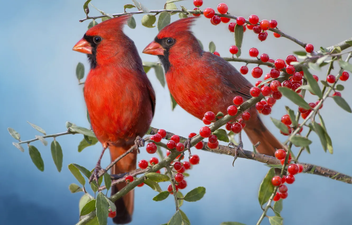 Фото обои птицы, ветки, ягоды, парочка, кардиналы, Красный кардинал