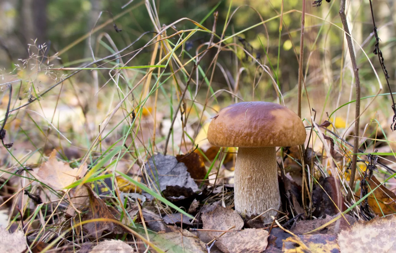 Фото обои лес, белый, грибы, боровик