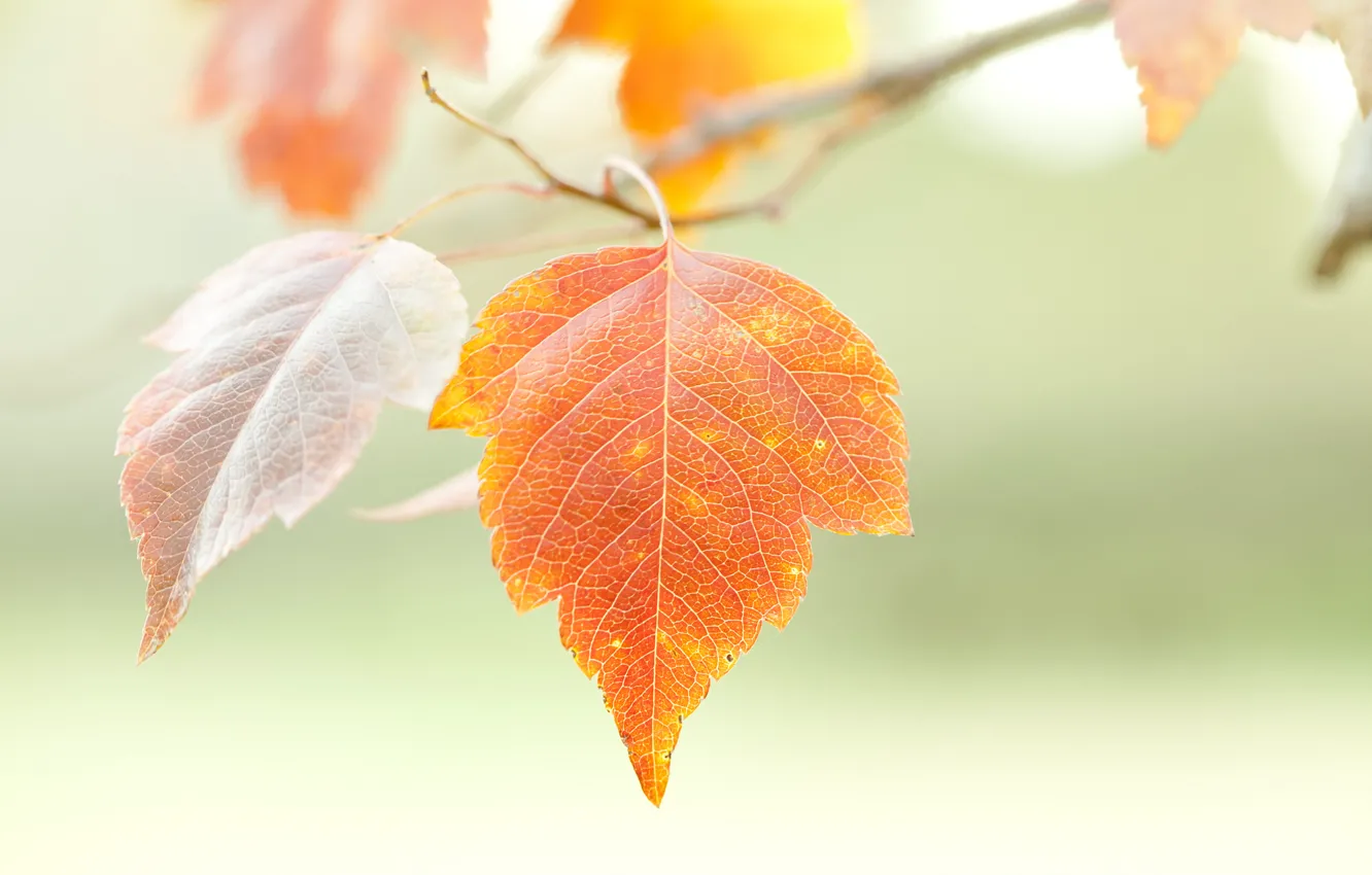 Фото обои осень, природа, лист, ветка