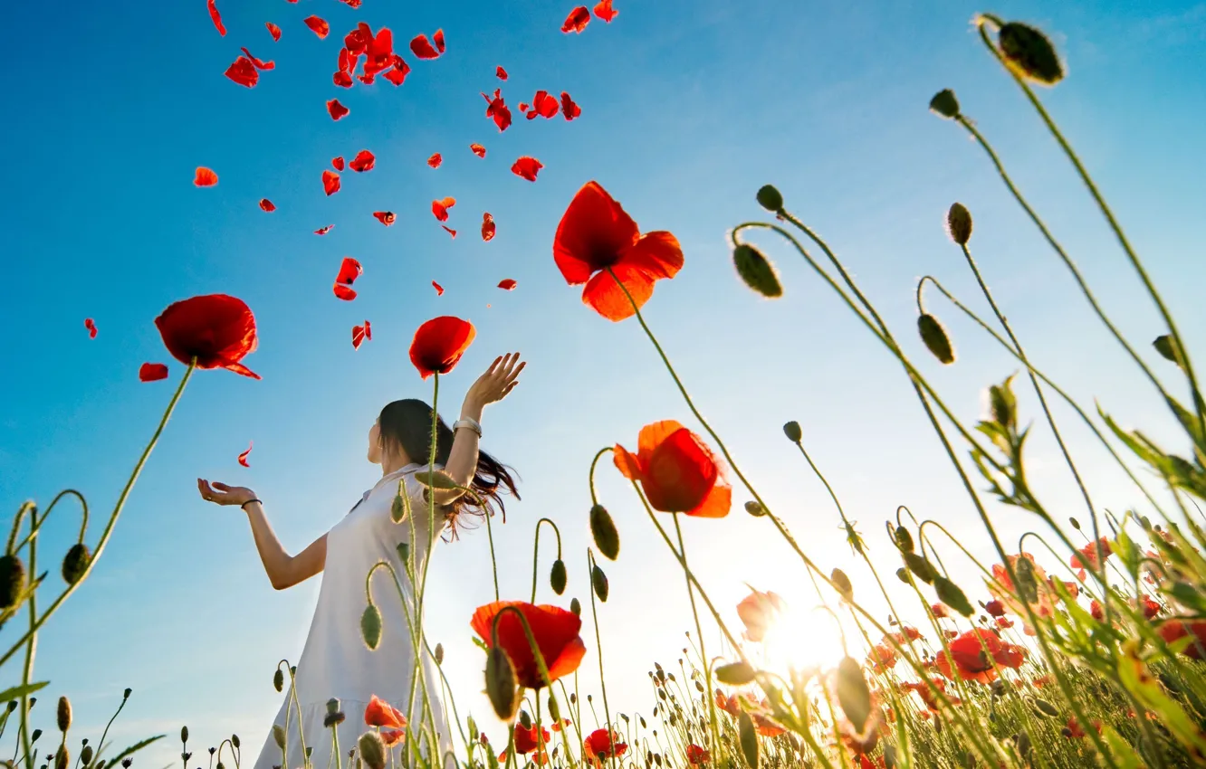 Фото обои поле, девушка, макро, цветы, красный, фон, widescreen, обои