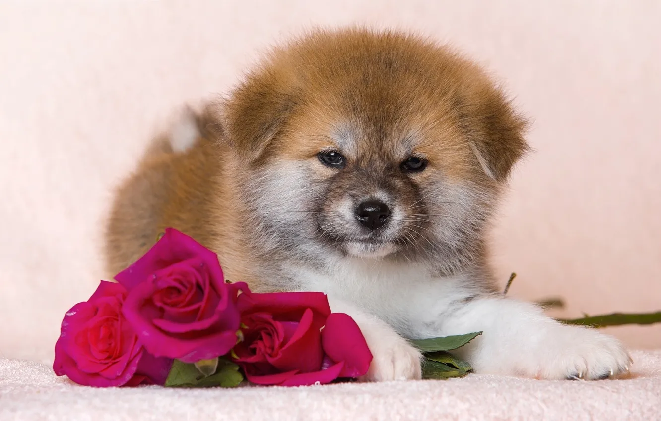 Фото обои цветы, розы, пушистый, щенок, пёс
