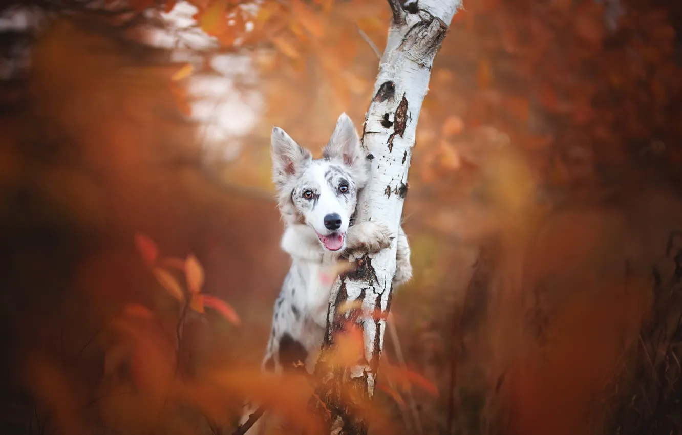 Фото обои осень, друг, собака
