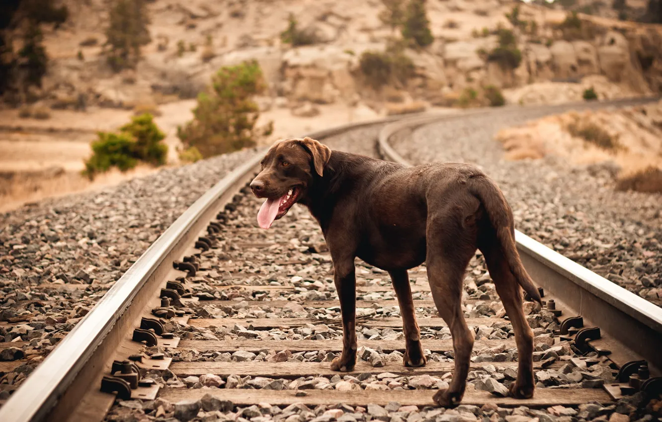 Фото обои друг, собака, железная дорога