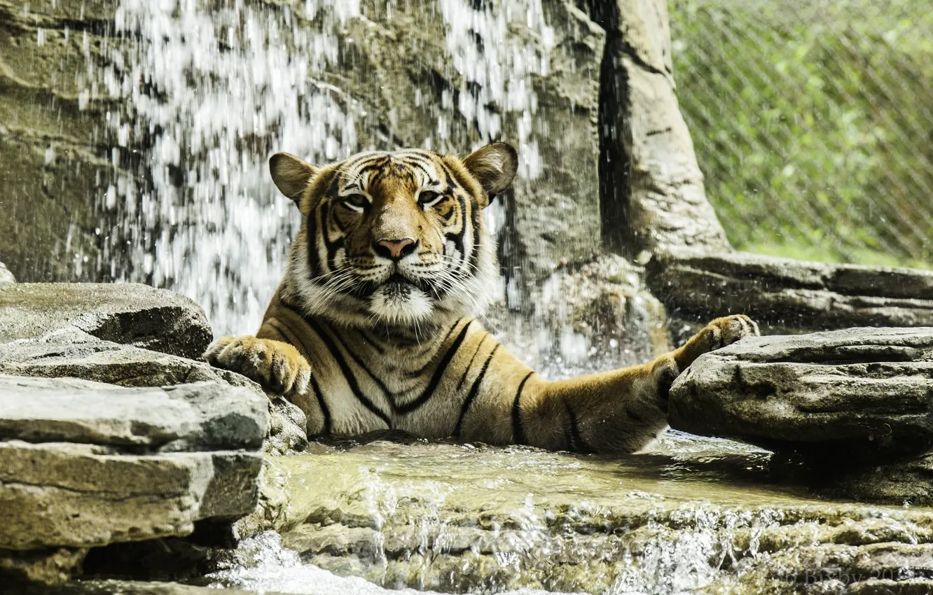 Фото обои морда, тигр, хищник, купание, дикая кошка, зоопарк