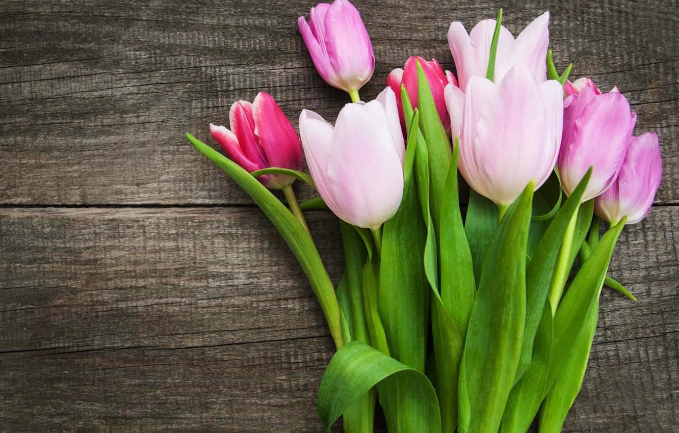 Фото обои тюльпаны, розовые, wood, pink, flowers, tulips