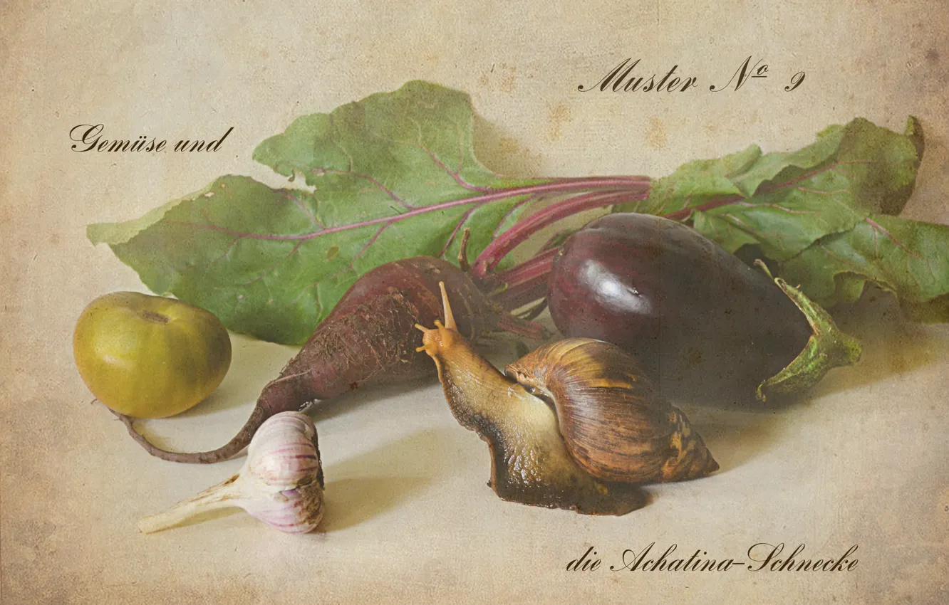 Фото обои рисунок, улитка, урожай, баклажан, овощи, томат, чеснок, свекла