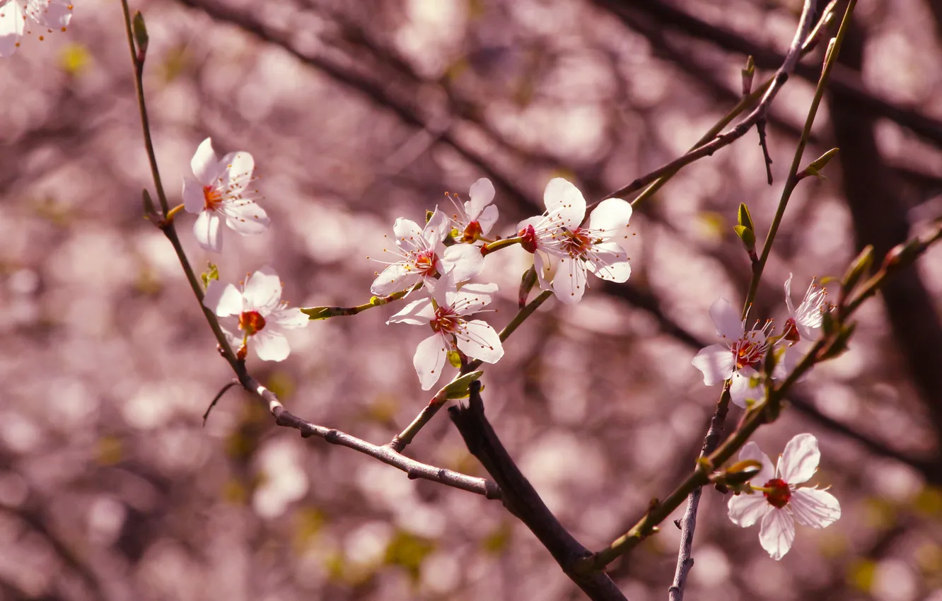Фото обои flower, spring, twig, blooming