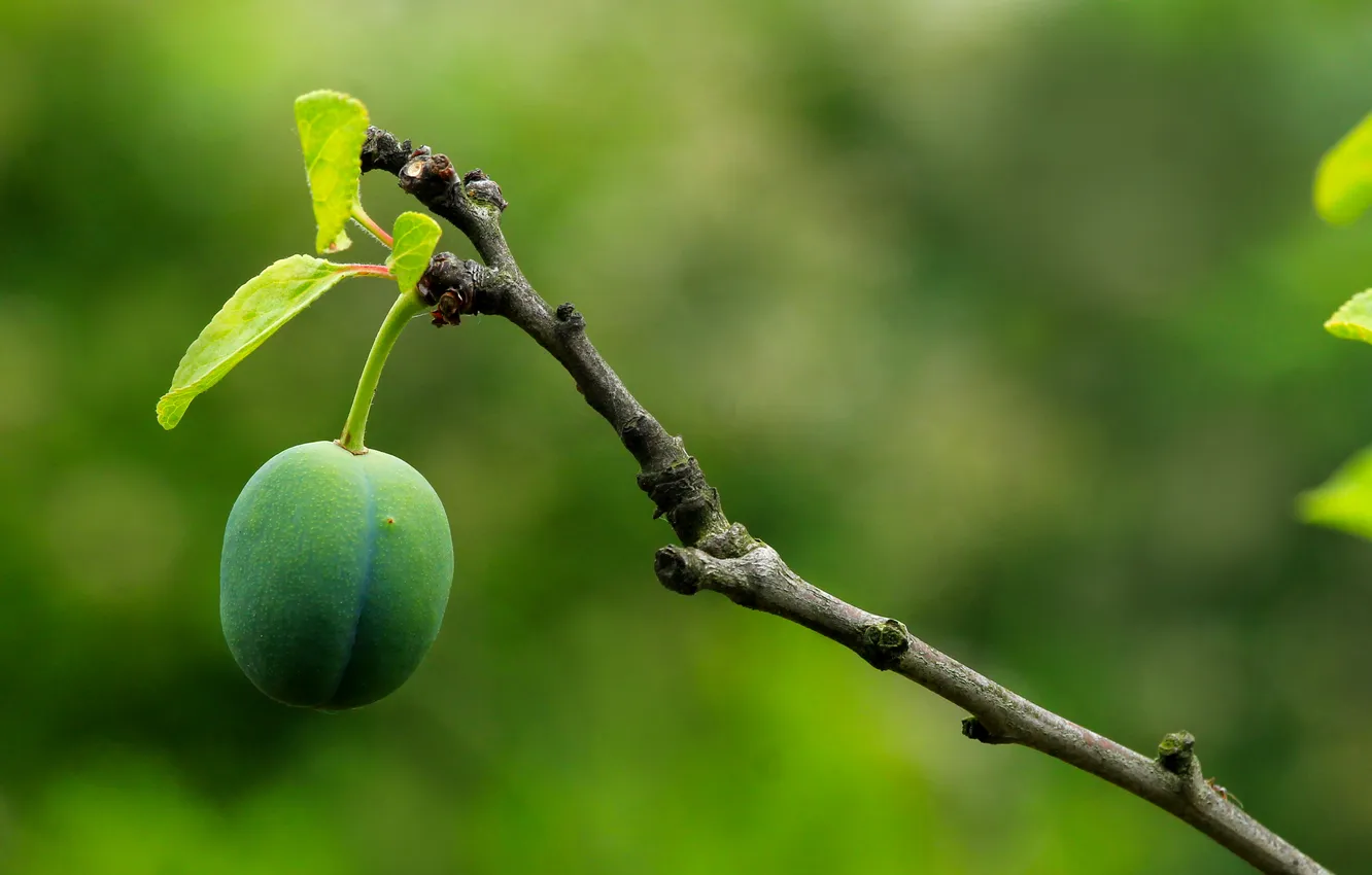 Фото обои fruit, twig, plum