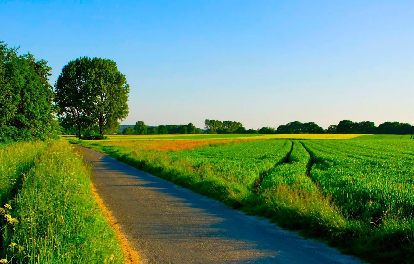 Фото обои дорога, поле, лето, трава, деревья
