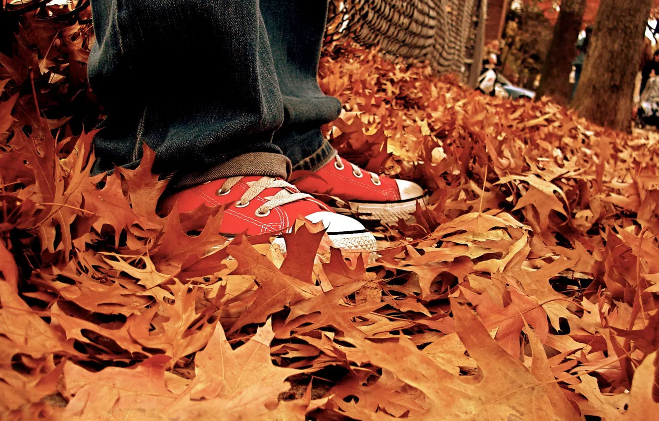 Фото обои осень, листья, кеды