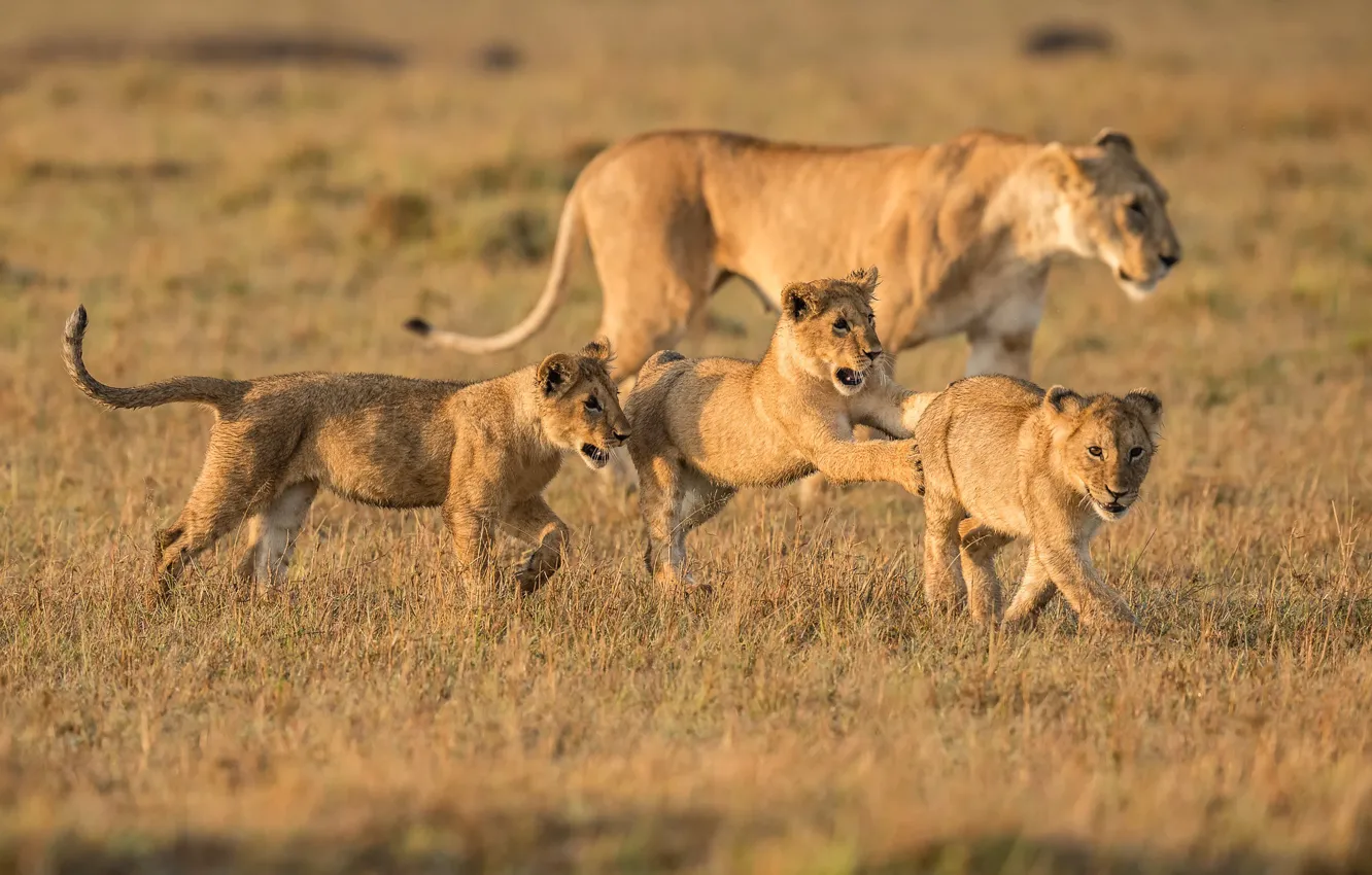 Фото обои поле, трава, поза, игра, стая, лев, семья, прогулка