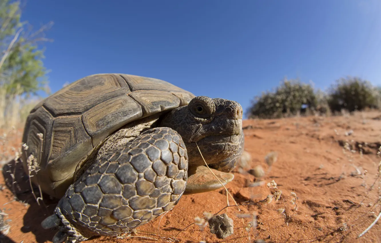 Фото обои природа, фон, Mojave Desert Tortoise
