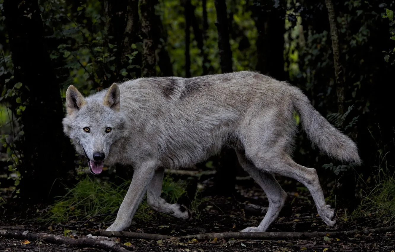 Фото обои nature, snow, predator, face, animal, wolf, wildlife, portrait
