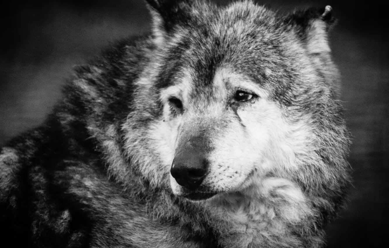 Фото обои nature, face, animal, wolf, wildlife, head, fur, mammal